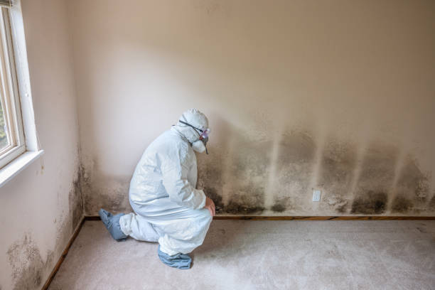 Mold Removal Process in Donora, PA
