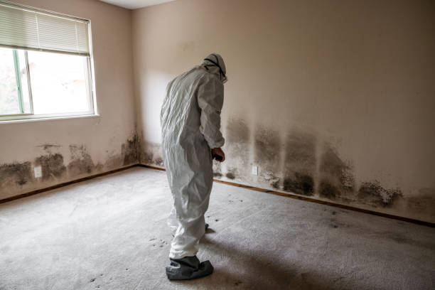 Best Attic Mold Removal  in Donora, PA