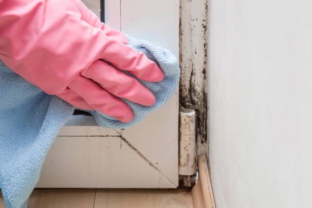 Best Mold Removal Process  in Donora, PA