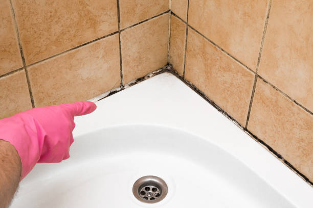 Best Crawl Space Mold Removal  in Donora, PA